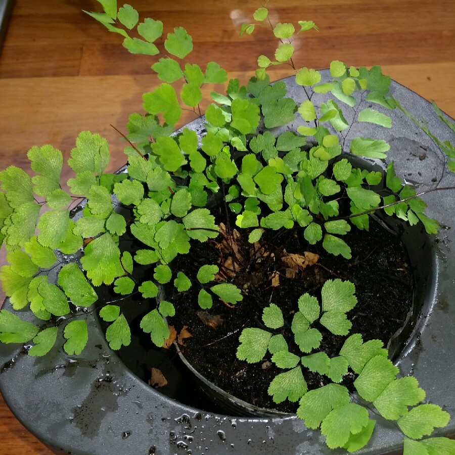 Maidenhair fern