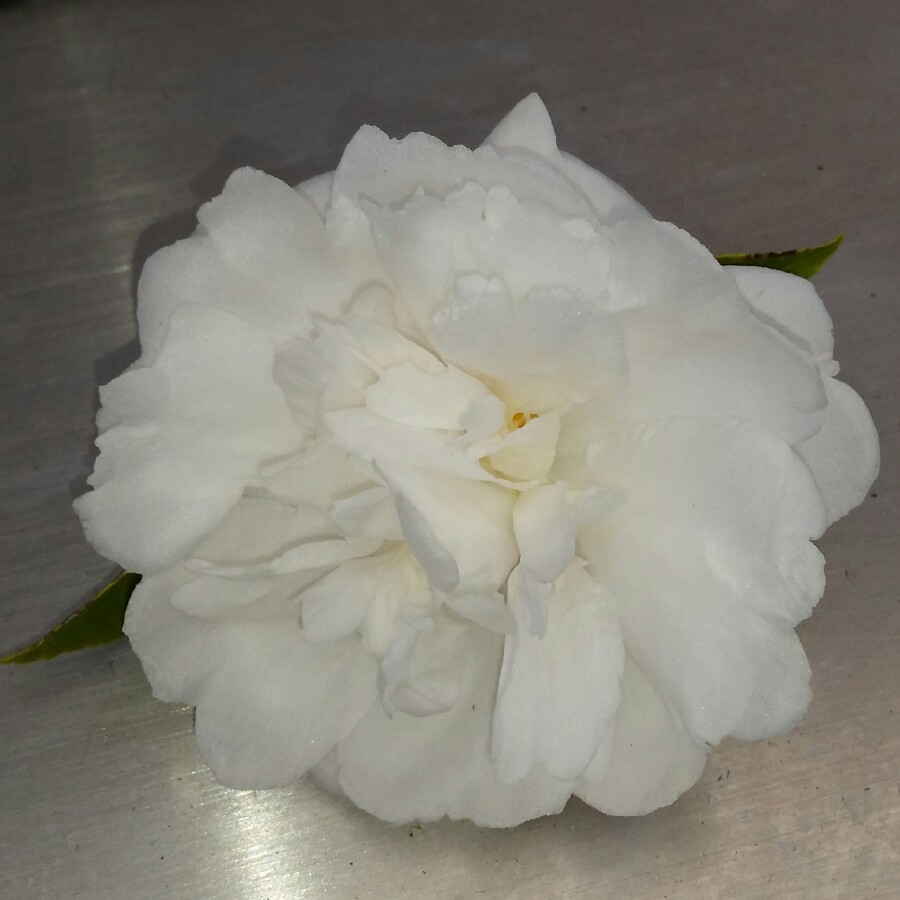 Camellia