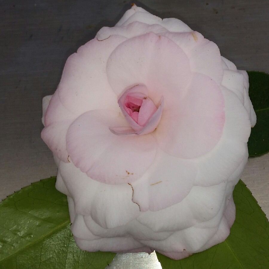 Camellia