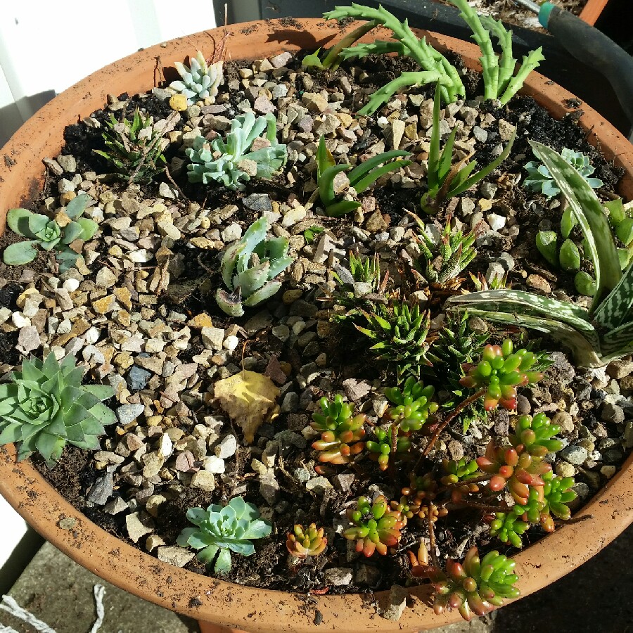 Tracey's garden