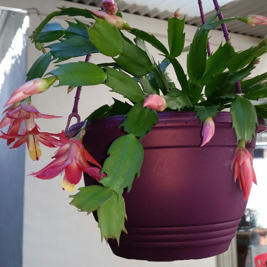 Zygocactus,Thanksgiving Cactus