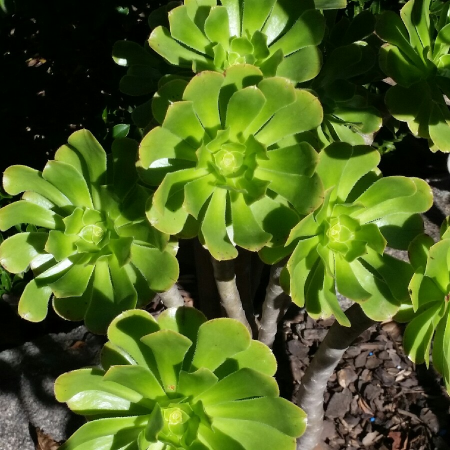 Succulent