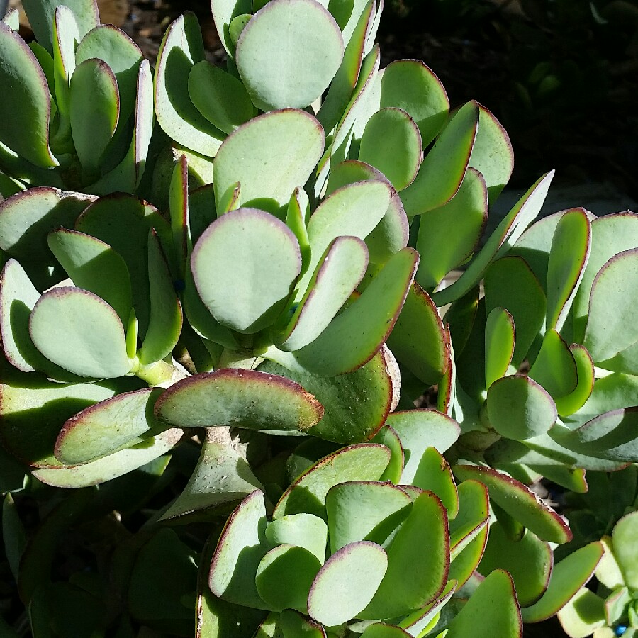 Succulent