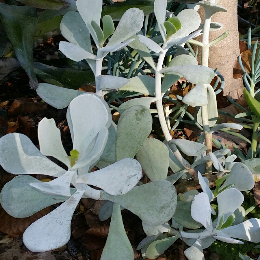 Succulent