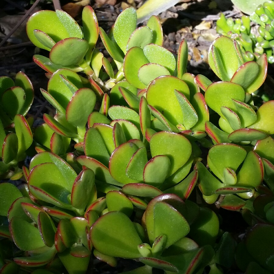 Succulent