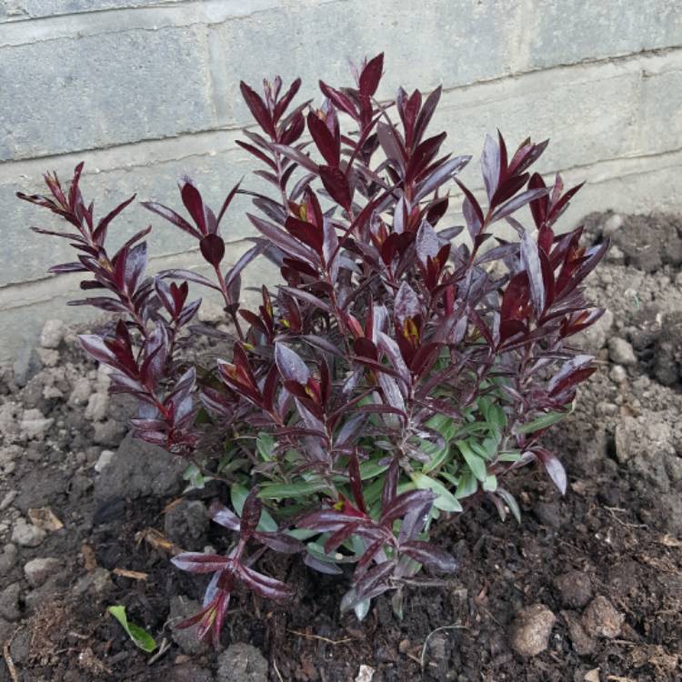 plant image 363774
