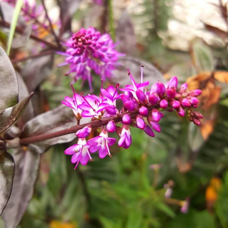 Plant image Hebe 'Midnight Sky'