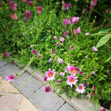 Tracey's garden