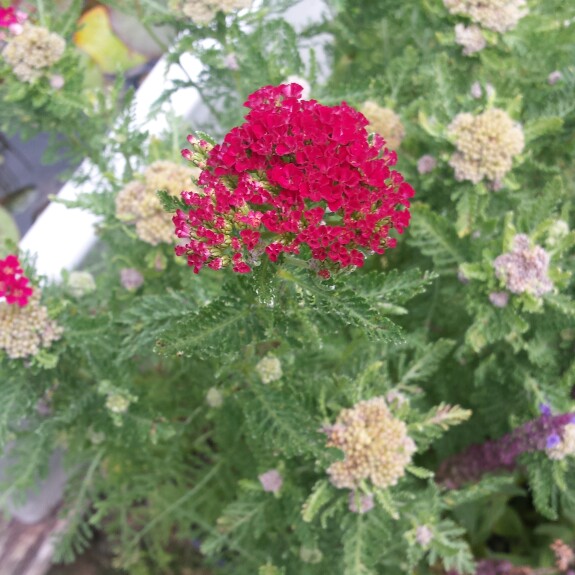 plant image 161077