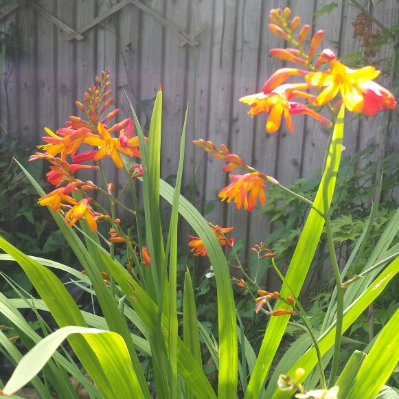 plant image 186225