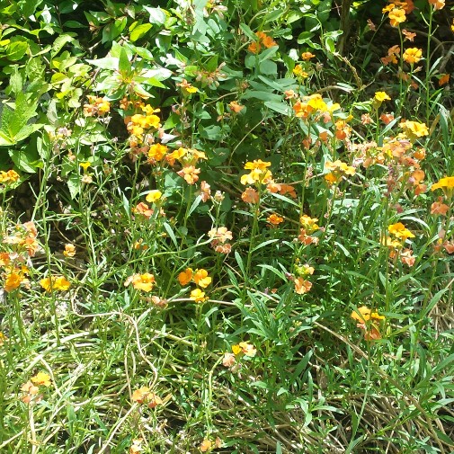 plant image 186227