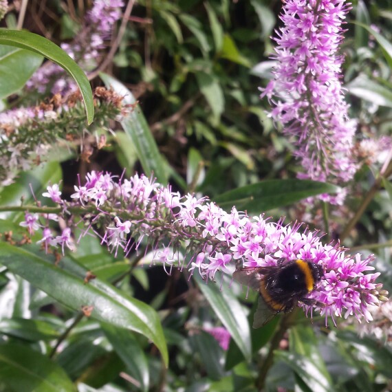Tracey's garden