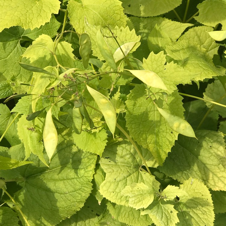 Plant image Lunaria rediviva