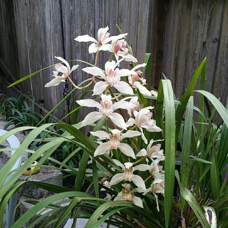 plant image 956623
