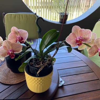 Moth Orchid