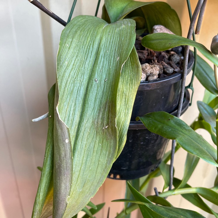 Plant image Phalaenopsis