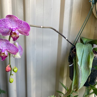 Tracey's garden
