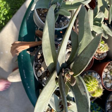 Tracey's garden