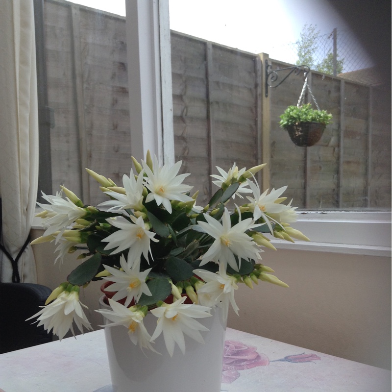 plant image 80973