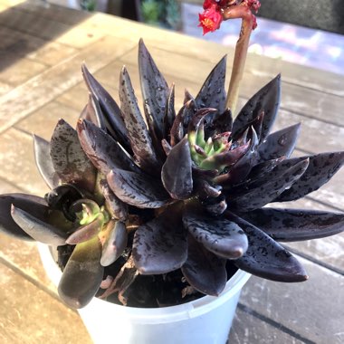 Echeveria Affinis sp.