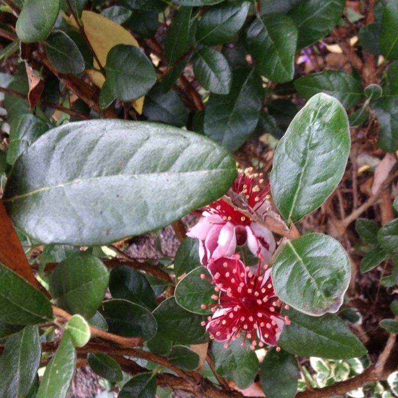 Plant image Acca sellowiana