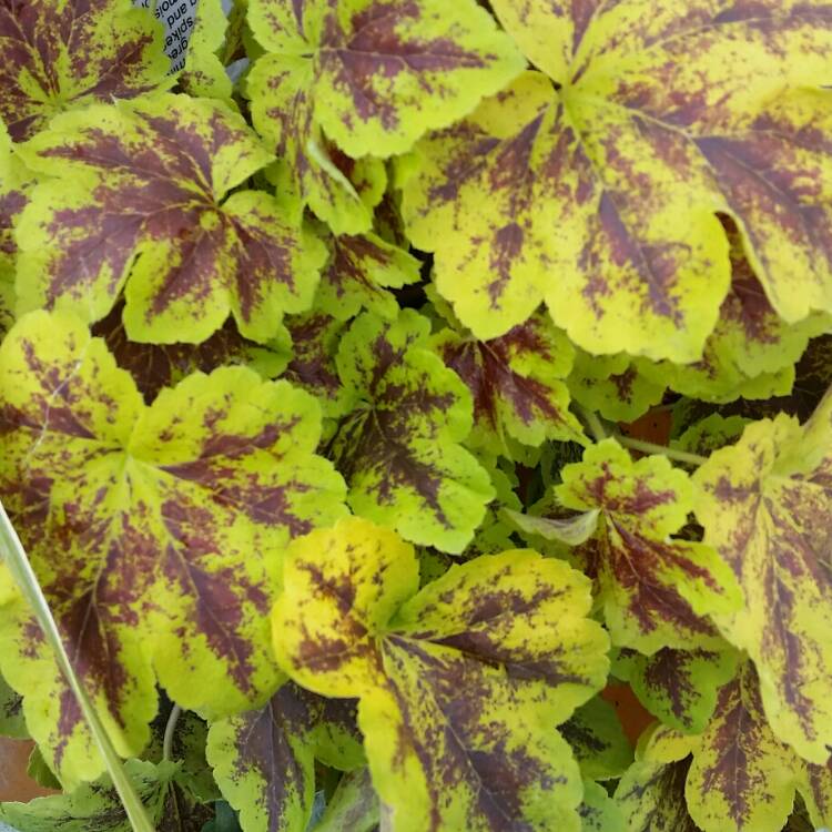 Plant image x Heucherella 'Solar Power'