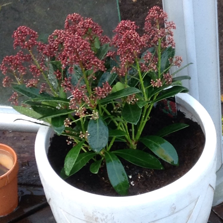 plant image 276312