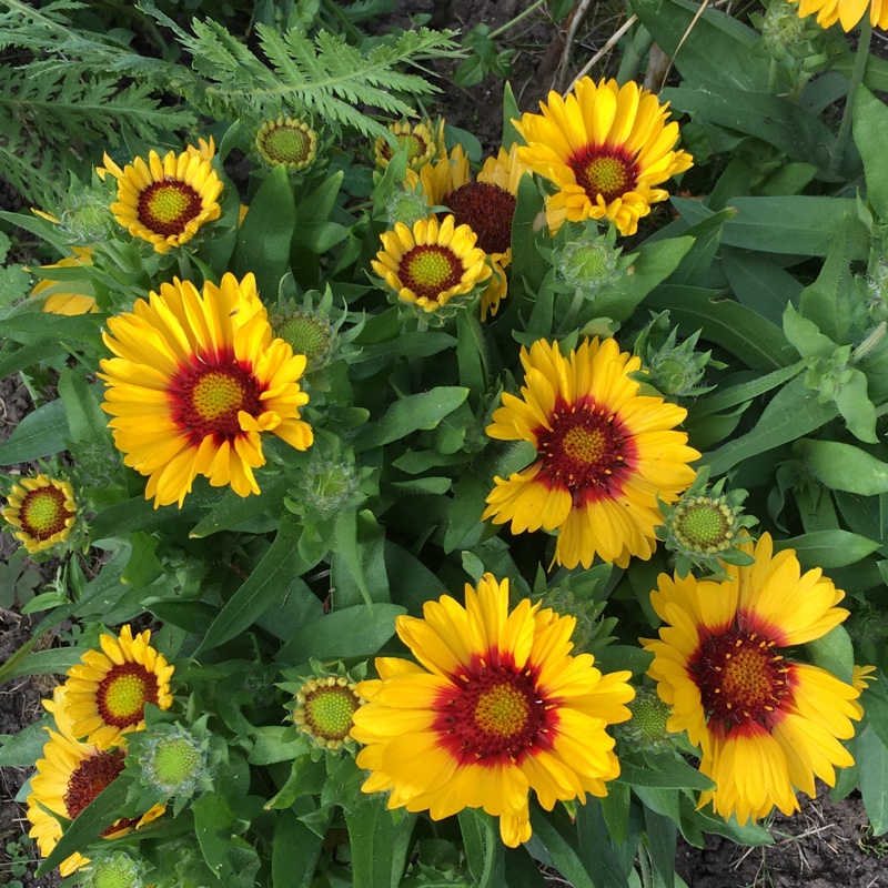 Plant image Gaillardia x grandiflora 'Arizona Sun' syn. Gaillardia 'Arizona Sun'