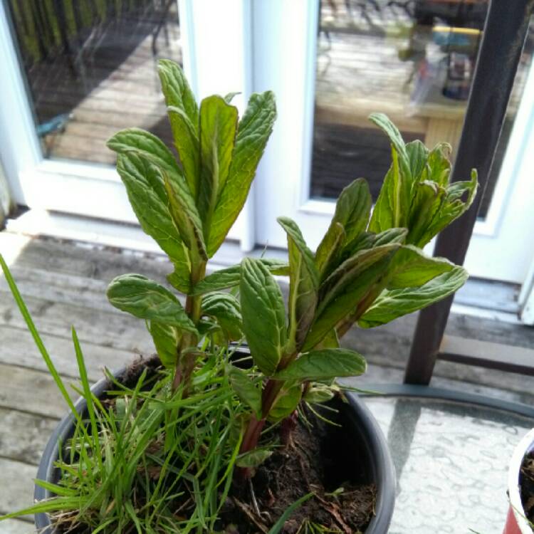 Plant image Muscari armeniacum 'Peppermint'