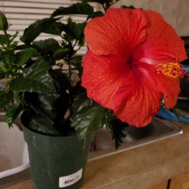 Hibiscus rosa-sinensis