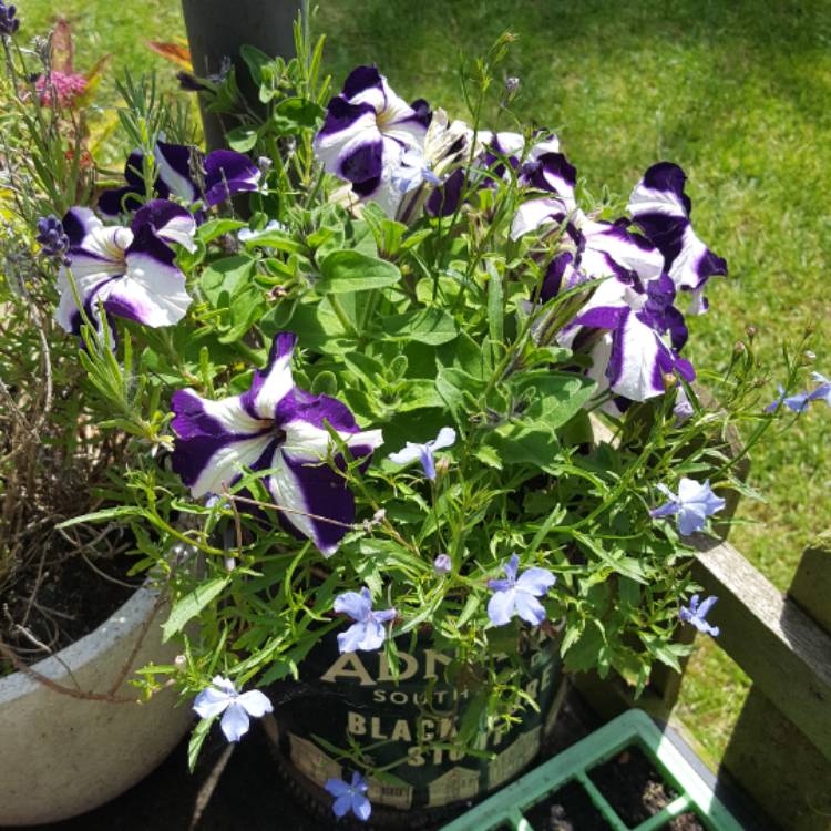 plant image 450474