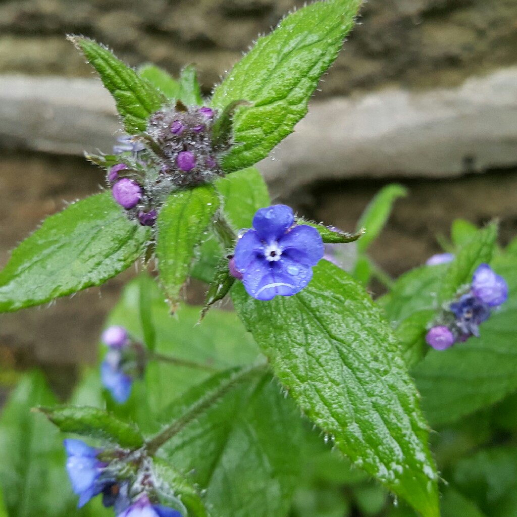 Pentaglottis Sempervirens