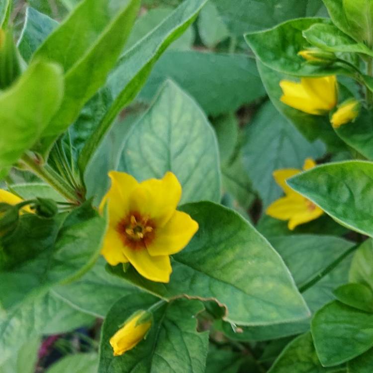 Plant image Lysimachia puntata 'Variegata'