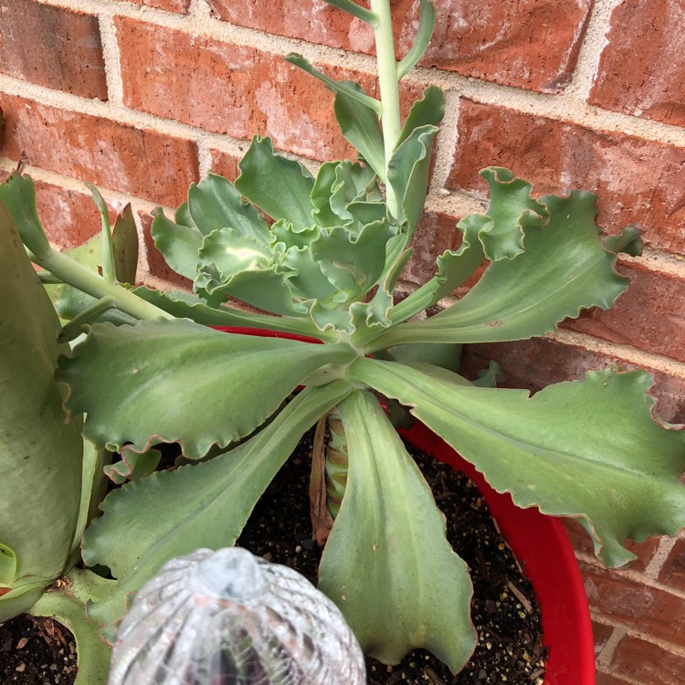 Plant image Echeveria Meridian