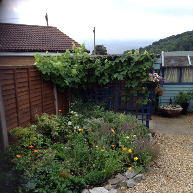 Tracy's garden