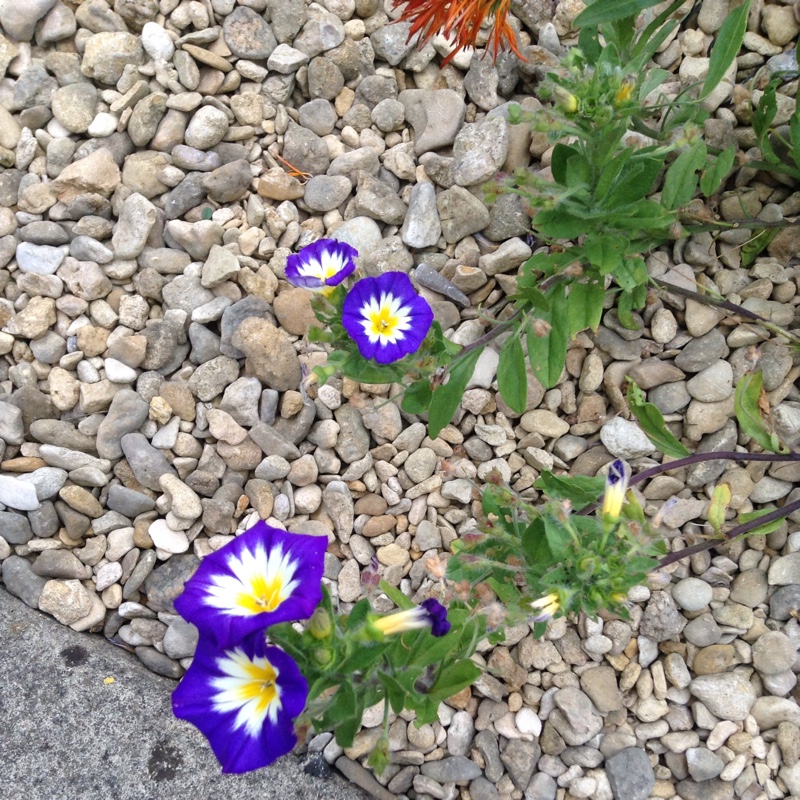 Dwarf Morning Glory 'Blue Ensign'