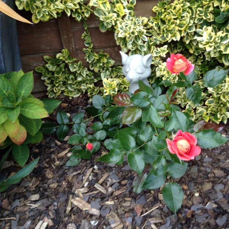 Tracy's garden
