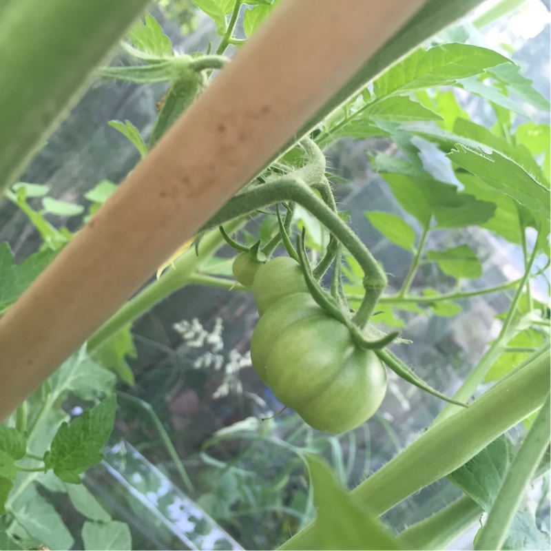 Tomato 'Super Marmande'