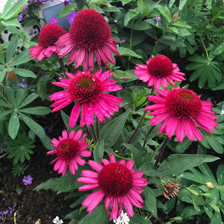 Plant image Echinacea 'Noortdeli' syn. Echinacea 'Delicious Candy'