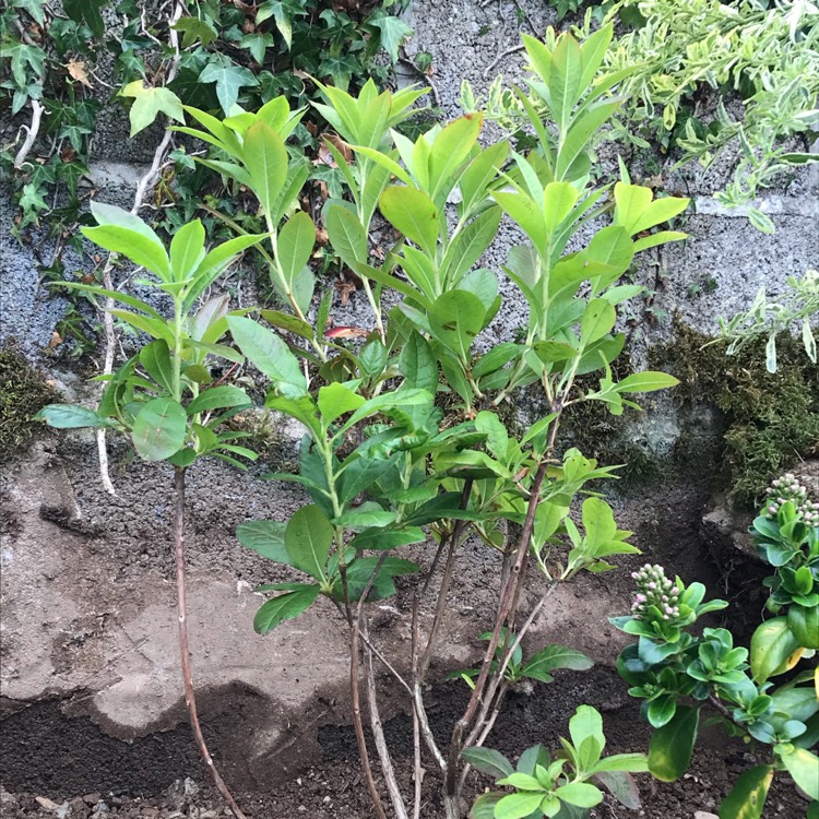 Plant image Rhododendron 'Jolie Madame'
