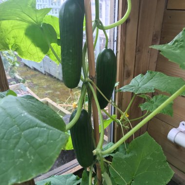 Tracy's garden