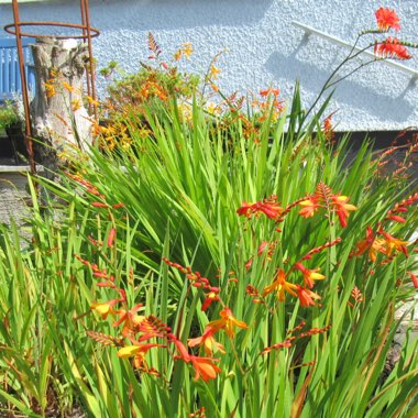 Tracy's garden