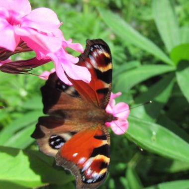 Tracy's garden