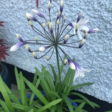 African Lily