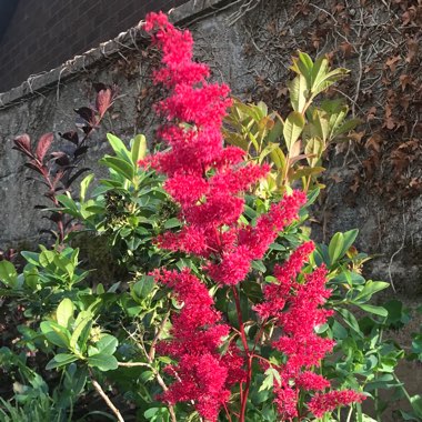 Tracy's garden