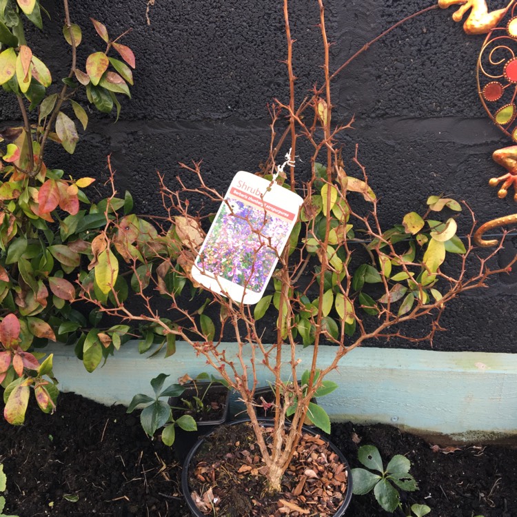 Plant image Berberis thunbergii f. atropurpurea 'Red Pillar'