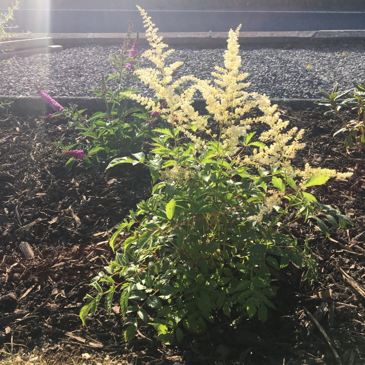 Plant image Astilbe x japonica 'Deutschland'