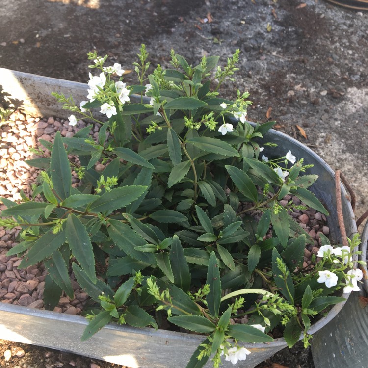 Plant image Parahebe 'Snow Clouds'