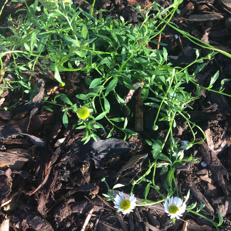 Plant image Erigeron karvinskianus 'Sea of Blossom'