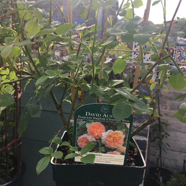 Plant image Rosa 'Bathsheba'